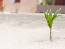 Pohon Kelapa Mulai Tumbuh di Kawasan Pasir Putih