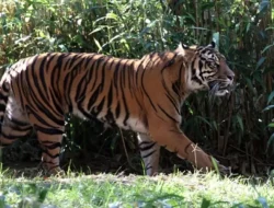 BKSDA Bengkulu waspadai kemunculan harimau sumatra