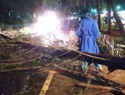 Pohon Tumbang di Pantai Berkas Kota Bengkulu